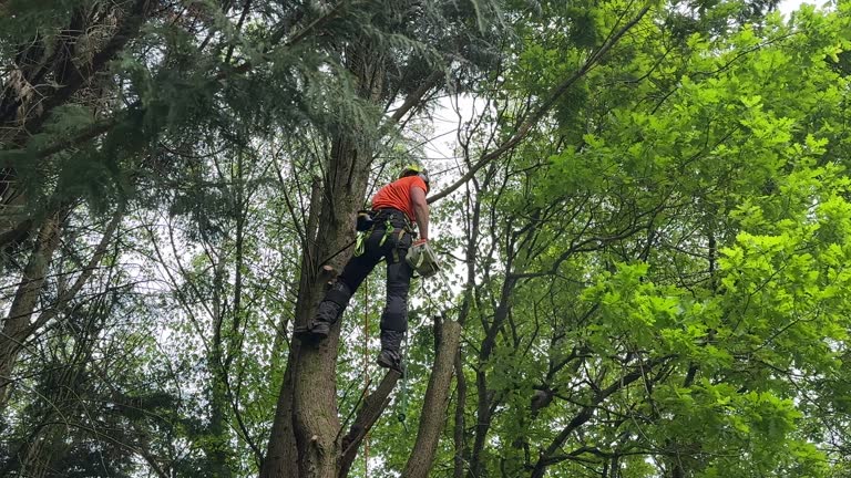  Auburn Hills, MI Tree Services Pros